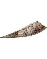 2038 - Pecten Shells in Wood Boat w/ Net