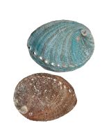 300002 - Blue Abalone 5-6"