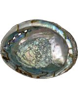 3006 - Green Abalone 4-5"