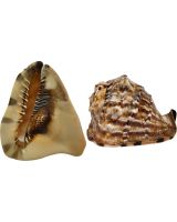 3010 - King Helmet 4-5"