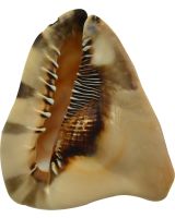 3011 - King Helmet 5-6"