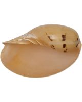 302209 - Melon Shell 9-10"