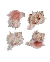 3032 - Pink Murex 2-3"