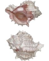 303303 - Pink Murex 3-4"