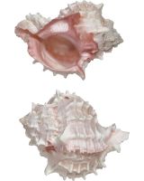 3034 - Pink Murex 4" Up