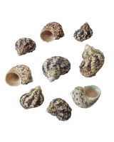 3035K - Little Burnt Turbo 1-1.5" (kilo)