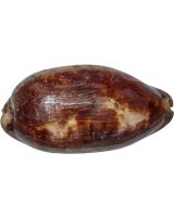 3036 - Tortoise Cowry 4" Up