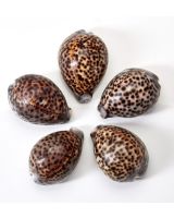 3040A - Tiger Cowrie 3-4"