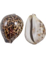 3040S - Tiger Cowrie 2-2.5"