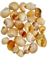 3047 - Tan Apple Snail 1-2" (half kilo)