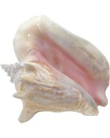305206 - Conch w/ Slit Back 6-8"