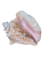 305210 - Conch w/ Slit Back 10" Up