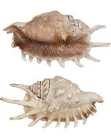 306005 - Millipede Lambis 4" & Up