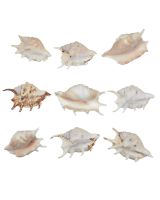 306103 - Common Lambis 3-4"