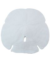 3068L - Gulf Arrowhead Sand Dollar 6" Up