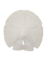 3068S - Gulf Arrowhead Sand Dollar 5-5.5"