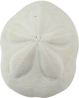 3078L - Sea Biscuit 5-6"