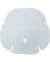 3079 - Gulf Arrowhead Sand Dollar 3-3.5"