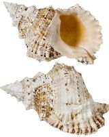 3084S - Giant Frog Horn Conch 5-7"