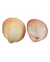 3210 - Yellow Cockle .75-2" (gallon)