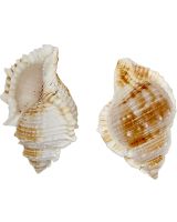 3213 - Bursa Rana 2-3"