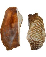 3222 - Turkey Wing Ark Clam 2-2.5" (gallon)