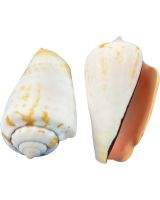 3223 - Strawberry Conch 2-2.5" (gallon)