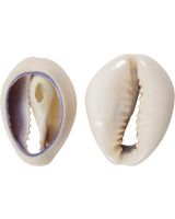 3224CK - Bottom Cut Ring Top Cowry (kilo; ~630 pcs)