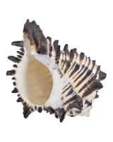 3229 - Black Murex 2-3"