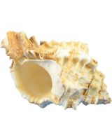 3230 - Apple Murex 2.25-3.25" (gal)