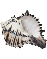 3233 - Black Murex 3-4"