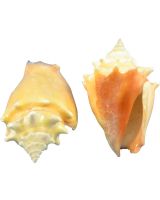 3234E - Fighting Conch 2.25-3.25"