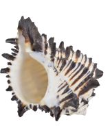 3235L - Black Murex 5" Up