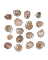 32422 - Button Trochus Pearled .5-.75" (kilo)