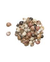 3243K - Button Trochus Pearled .25-.5" (kilo)