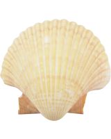 3251 - Mexican Deep 3-3.5"