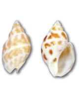 3254S - Areola Babylon Snail 1-2" (gallon)