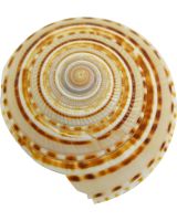 3257S - Sundial Snail 1-1.25"