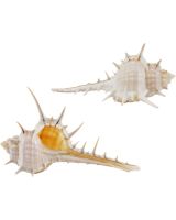 3259L - Black-Spined Murex 3" & Up