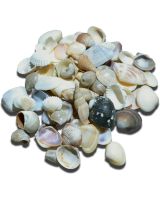 3262K - Small Indian Shell Mix .25-1" (kilo)