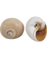 3266 - Whale Eye Bubble Snail 1.5-2"