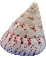 3274K - Strawberry Trochus 2-2.5" (kilo; ~30 pcs)