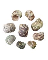 3285 - Silvermouth Turbo 1.75-2" (gallon)