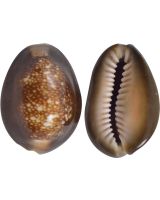 3289K - Snakehead Cowrie 1-1.5" (kilo appx 170 pcs)