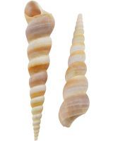 3301 - Turret Terebra Polished 2-3" (kilo; ~135 pcs)