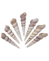 330103 - Turret Terebra Polished 3-4" (kilo; ~90 pcs)