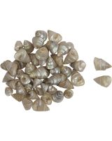 3308K - Tiny Grooved Trochus Pearled (kilo)