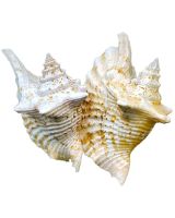 3326 - Rooster Conch 4-6"