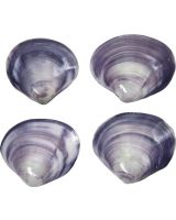 3350 - Purple Clam Polished Pair 2.5-3"