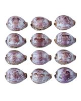 3357 - Carved Cowrie "FLORIDA"